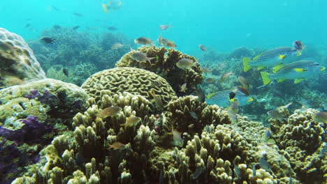 fish-swimming-underwater-amongst-the-coral-in-Raja