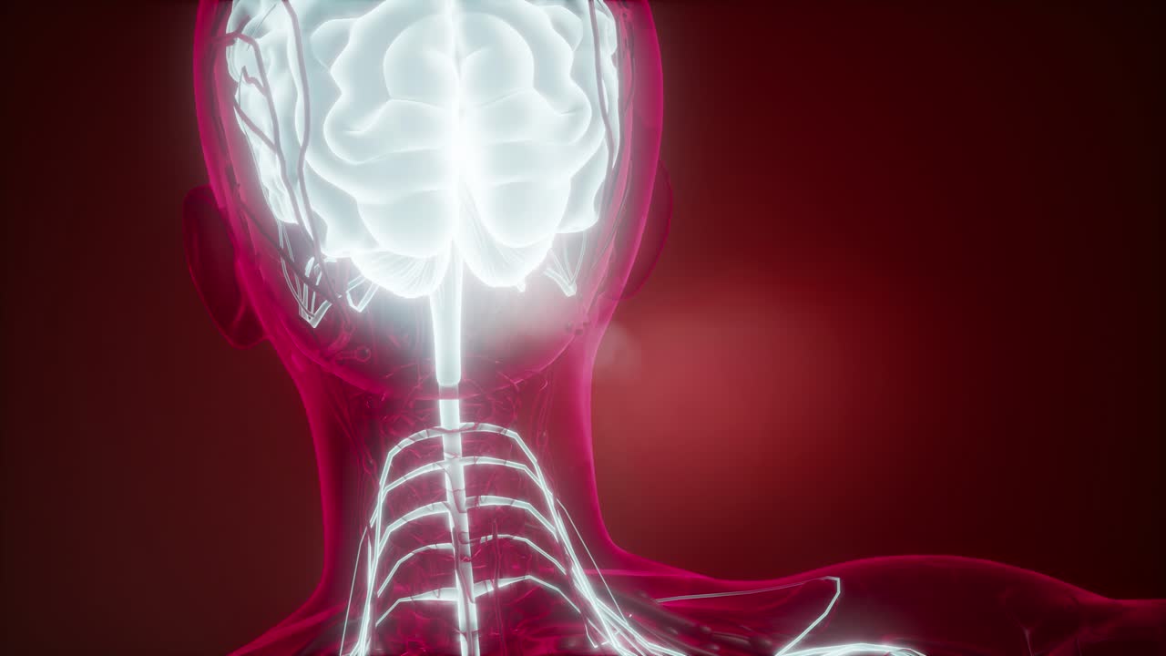 인간 뇌의 해부학