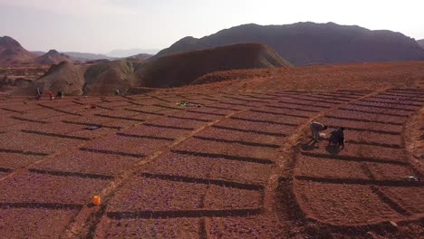 Luftrundes-Safranfeld-Und-Menschen,-Die-Safran-Ernten-Und-Krokusblüten-In-Taschen-Auf-Ackerland-Im-Iran-Mit-Berglandschaft-Pflücken