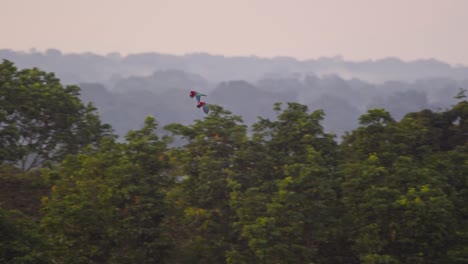 Par-De-Guacamayos-Escarlata-Volando-Sobre-La-Selva-Tropical-Peruana-Cubierta-De-Niebla