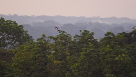 pair of scarlet macaw flying over the peruvian rain forest covered with mist