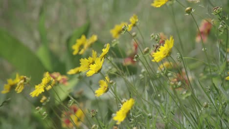 un campo con un ramo de flores en él