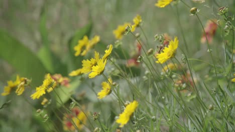 a field with a bunch of flowers in it