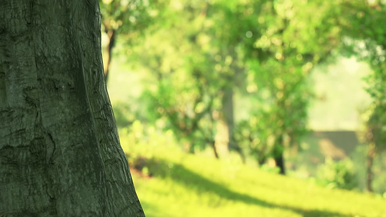 아름다운 공원에서 해가 뜨고