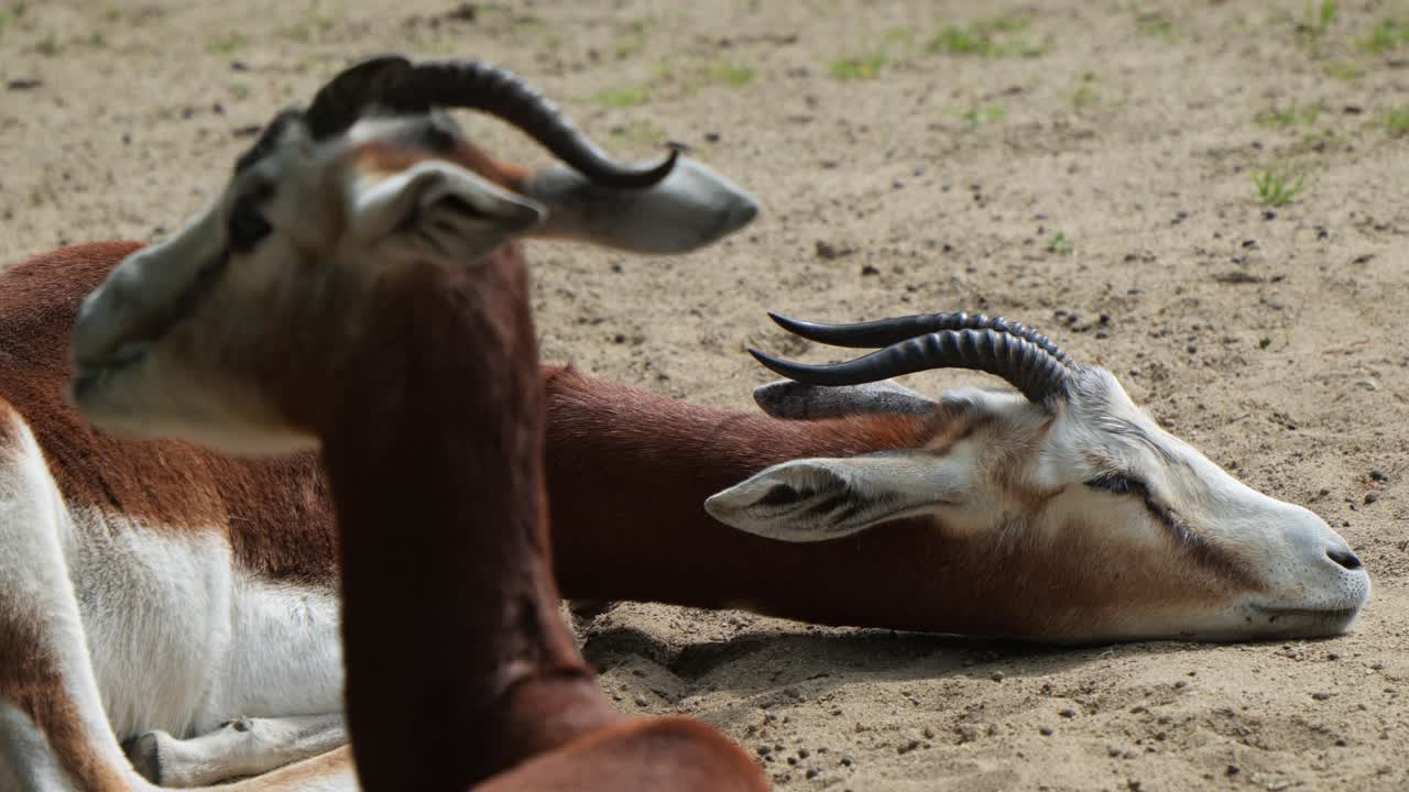 una gacela descansando en el suelo suave mientras otra mastica comida