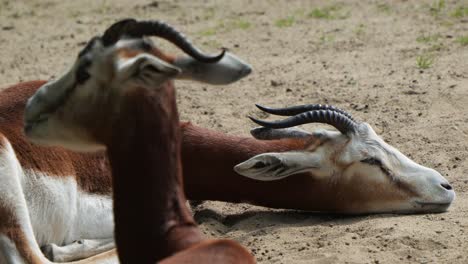 gazelle resting on soft ground while another chews on food