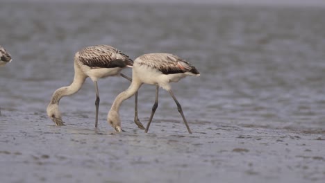 3 flamencos chilenos juveniles vadeando plancton, alimentándose en aguas alcalinas y fangosas