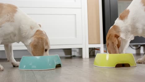 close up of pet dogs eating food from bowls in kitchen at home, slow motion