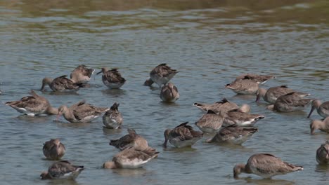 Rebaño-Visto-Ocupado-Buscando-Comida-Encontrada-En-El-Agua-Turbia,-Agachadiza-Limosa-Limosa-De-Cola-Negra,-Tailandia