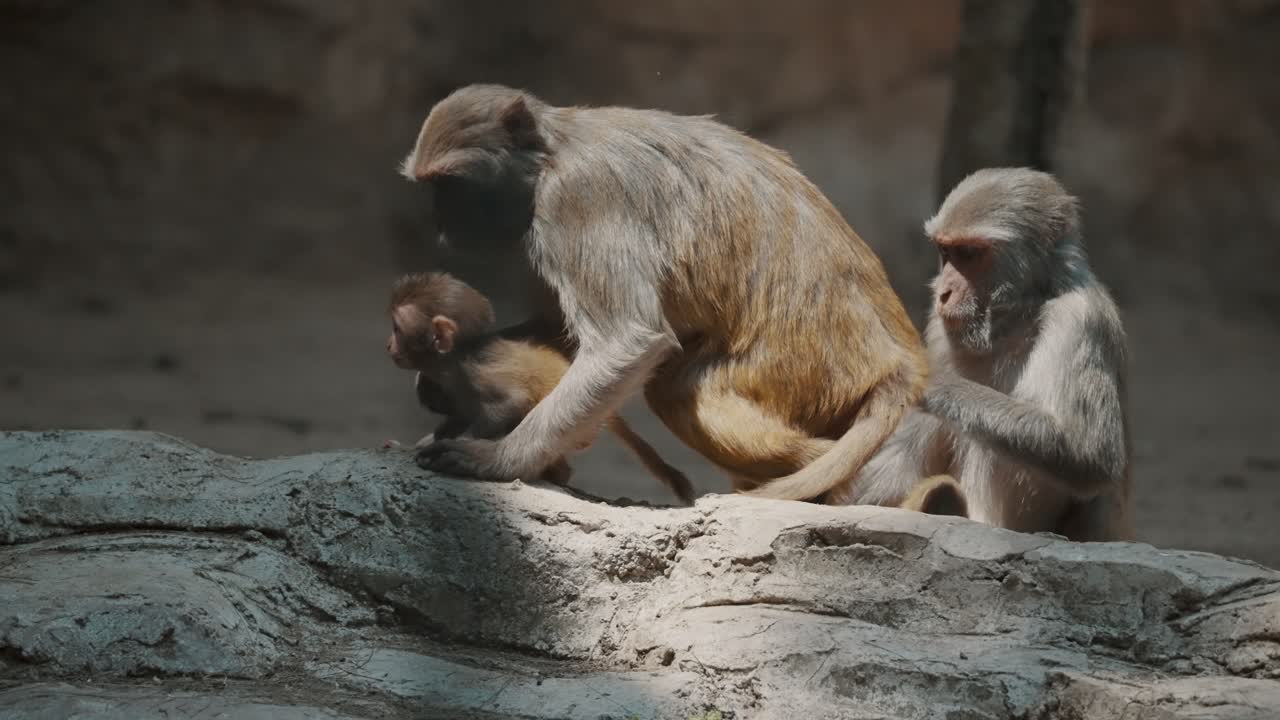 retrato de una familia de monos macacos rhesus