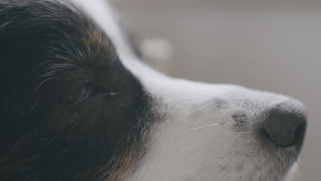 static close up shot of a dog resting his head on the armrest of a chair and sleeping