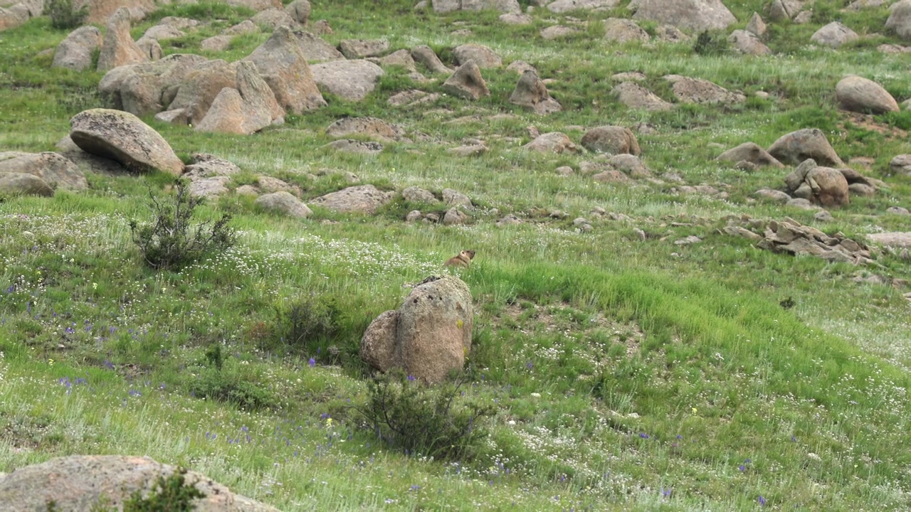A ground squirrel perched on a rock in a grassy field