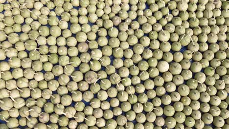los frutos maduros de la manzana de madera (limonia acidissima) están alineados bajo el sol abierto para secarse. el fondo del patrón de la manjana de madera madura.