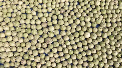 ripe wood apple fruits (limonia acidissima) are lined up under the open sun for drying. ripe wood apple fruit pattern background. close up views of wood apple fruits.