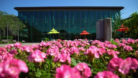 whitby public library with pink flowers in the civic square garden in canada