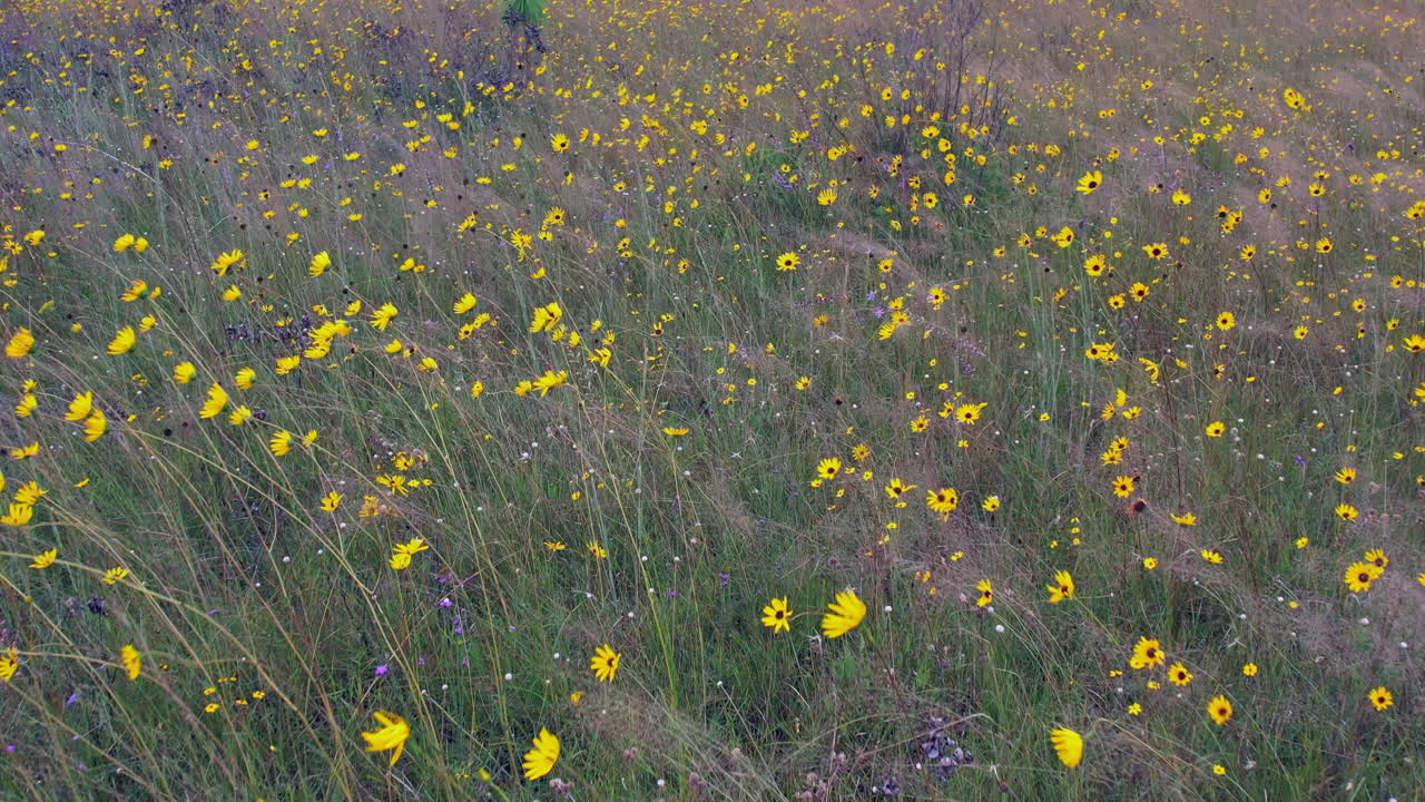 Slow motion beautiful low flight over field of wild yellow flowers