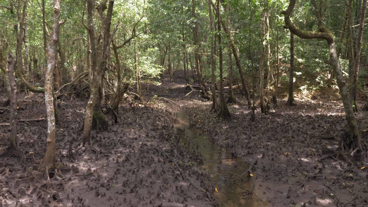 Palude di mangrovie con ruscello che scorre nella foresta pluviale di Daintree, Far North Queensland, Australia.