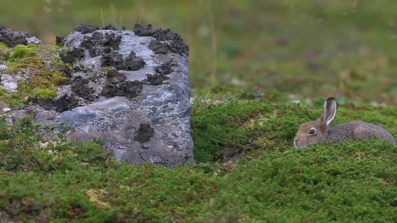 Vild skogshare gömmer sig bakom en sten i grön norsk tundravy