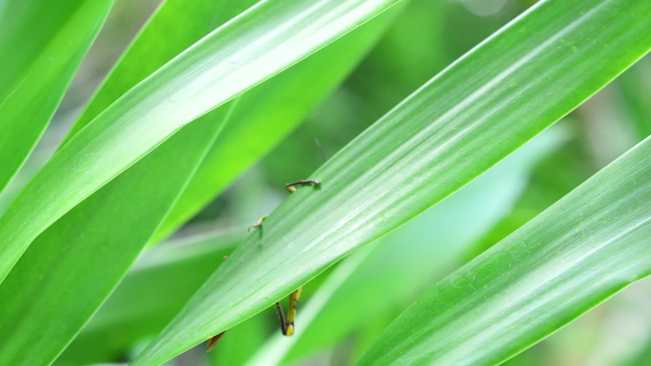 푸켓의 자연 환경에서 초록 잎에서 뛰어내리는 메기