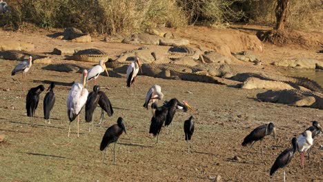 Preening-African-openbill-and-yellow-billed-storks-with-basking-Nile-crocodiles,-Kruger-National-Park,-South-Africa