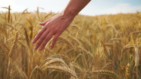 Weibliche-Hand-Läuft-Durch-Goldenen-Weizen