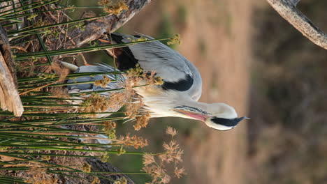 Vista-Vertical-De-Garzas-Grises-En-El-Parque-De-Vida-Silvestre-En-Sudáfrica