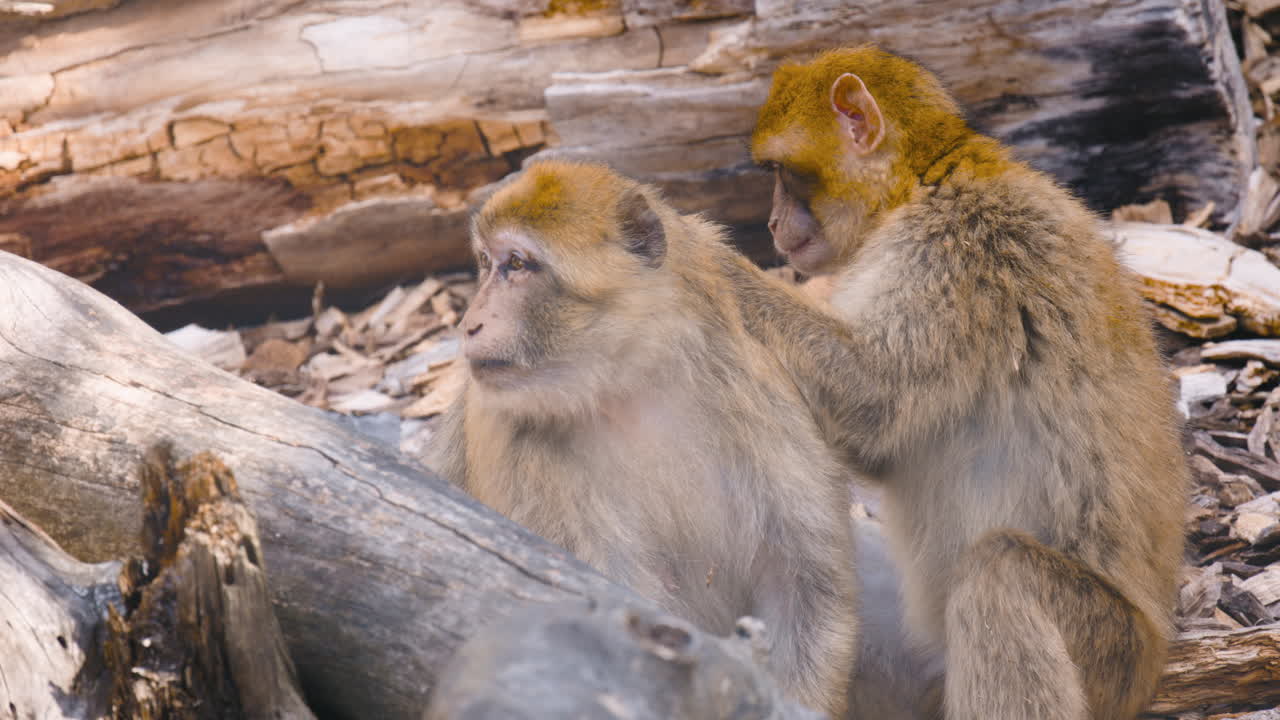 Barbary macaque grooms partner’s back and is thrown away, close view