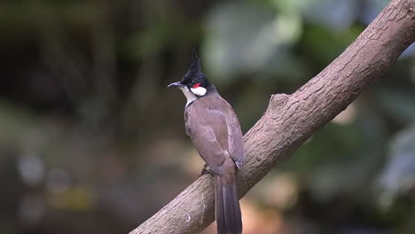 full body shot of a red whiskered bulbul that perch on a tree log