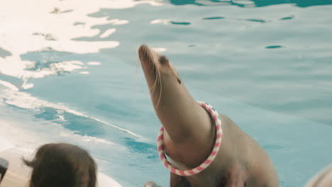 cute seal catches hoop and gets fish as reward from trainer at umino-mori aquarium in sendai, japan