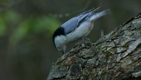 white bird with black top sits perched upon a tree trunk and pecks the wood for insects