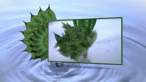 montaje de una gota que cae de una hoja
