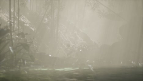 el sol brillando a través de los árboles y la niebla en un río tropical