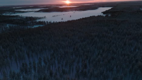 Dense-Thicket-In-Snowscape-Revealed-Golden-Sunlight-During-Sunset-In-Finland