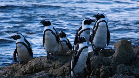 banded african penguins sit together on rocks of south african coastline, tele