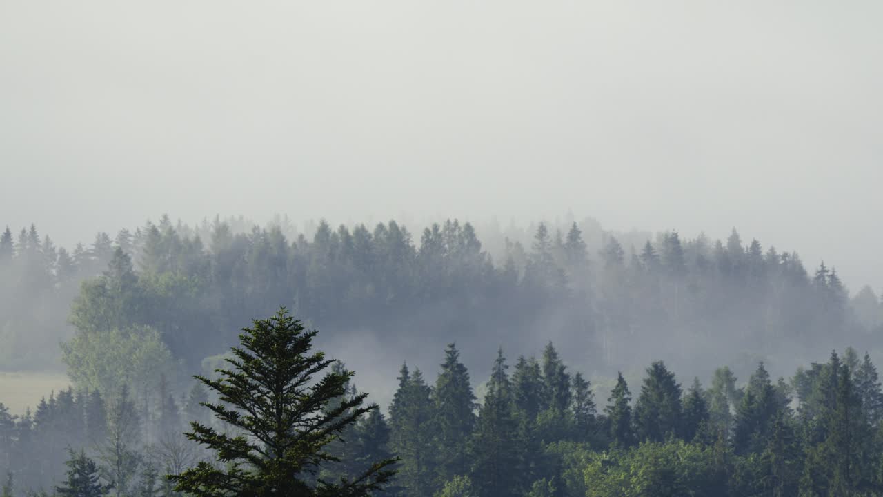 타임 스: 아침 안개가 나무 숲을 가로질러