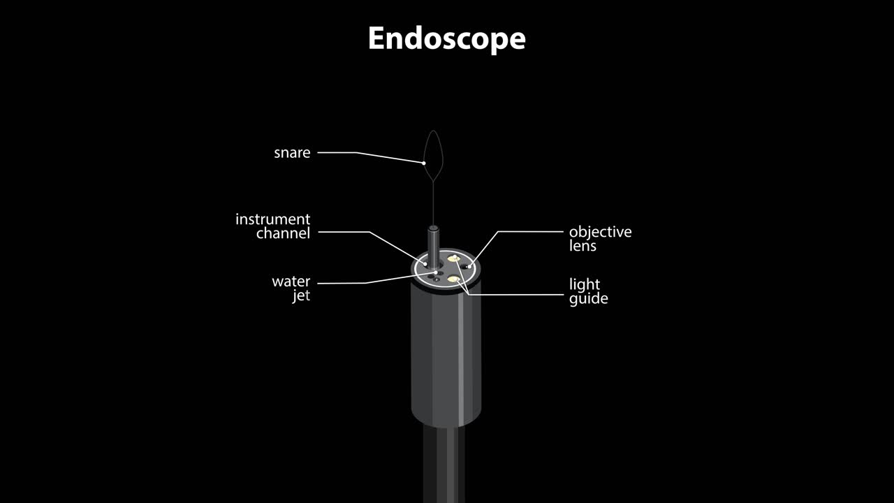 3D endoscope tip rotates, sequentially revealing and labeling detailed anatomical and functional components