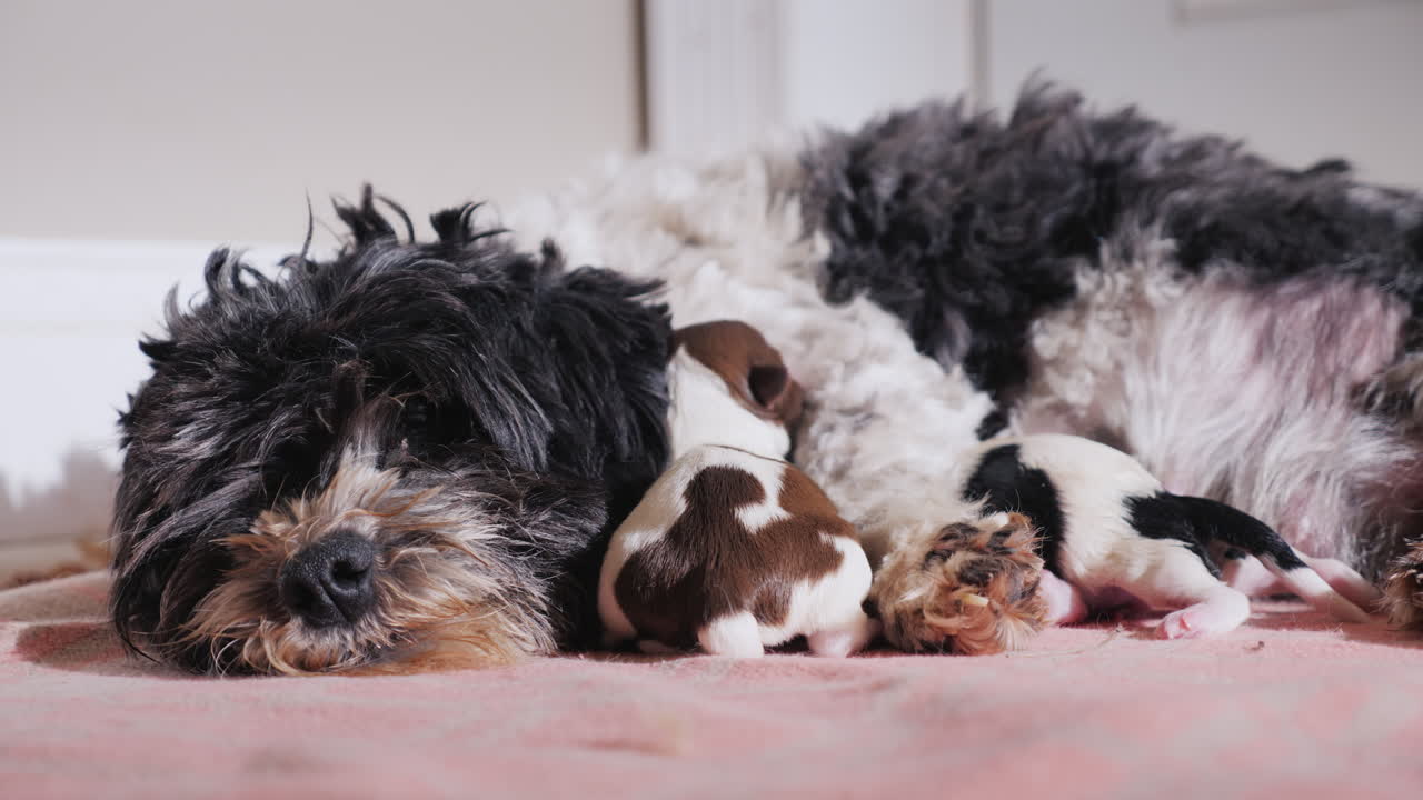 갓 태어난 강아지와 함께 출산한 강아지 08