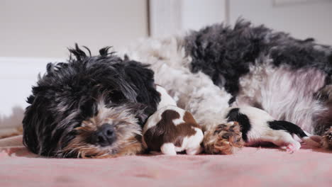 perro después de dar a luz con cachorro recién nacido 08