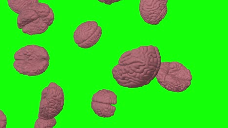 cerebros humanos rosados cayendo pantalla verde