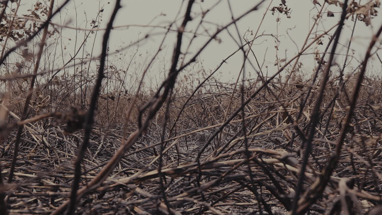 Aftermath of Wildfire. Charred Land and Scorched Vegetation in a Barren Landscape. Climate Change.
