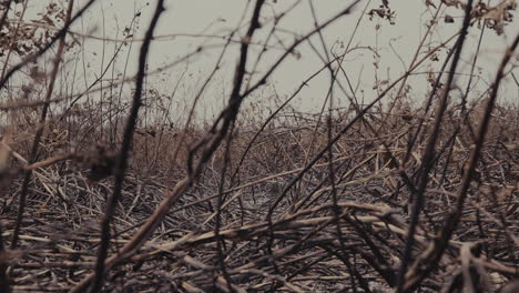 aftermath of wildfire. charred land and scorched vegetation in a barren landscape. climate change.