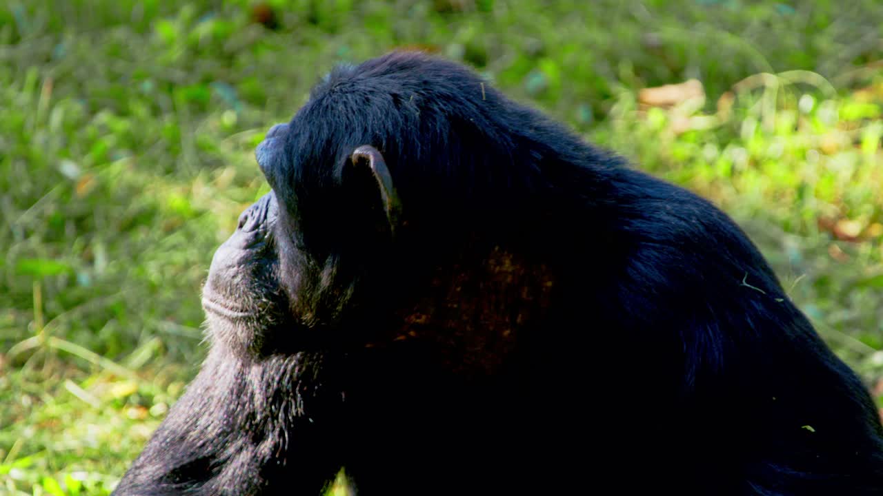 retrato en primer plano de un chimpancé africano mirando a su alrededor durante un día soleado en uganda, áfrica.