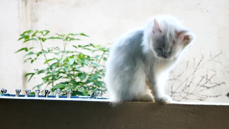 white cats clean themselves.