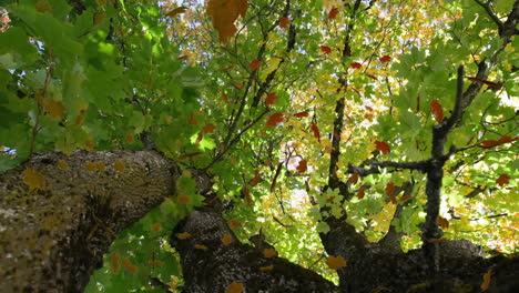 animación de varias hojas que caen sobre el bosque verde