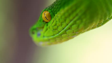 La-Víbora-De-Labios-Blancos-Es-Una-Víbora-Venenosa-Endémica-Del-Sudeste-Asiático-Y-A-Menudo-Se-Encuentra-Durante-La-Noche-Esperando-En-Una-Rama-O-Rama-De-Un-árbol-Cerca-De-Un-Cuerpo-De-Agua-Con-Muchos-Alimentos