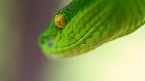 la víbora de labios blancos es una víbora venenosa endémica del sudeste asiático y a menudo se encuentra durante la noche esperando en una rama o rama de un árbol cerca de un cuerpo de agua con muchos alimentos