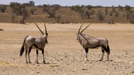 Dos-Gemsbok-Se-Preparan-Para-Una-Pelea-En-El-árido-Paisaje-De-Sudáfrica