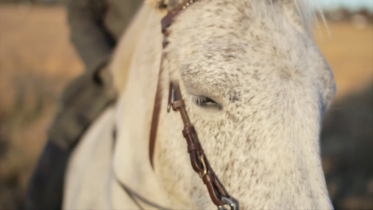 Un primo piano macro del viso e della testa di un cavallo bianco cavalcato dal suo proprietario.