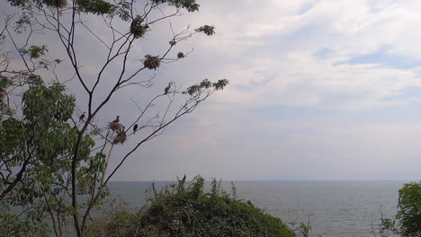 árbol-Lleno-De-Pájaros-Cormoranes-Con-Vista-Al-Lago-Kivu-En-Drc-Congo,-áfrica