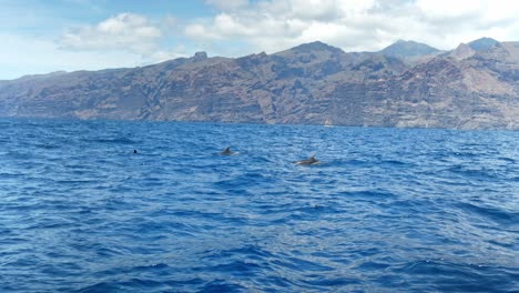 Delfines-Jugando-En-La-Superficie-Del-Agua,-De-Mano